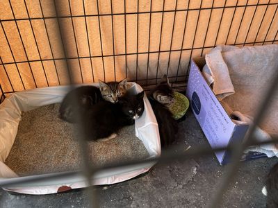 Free Kittens