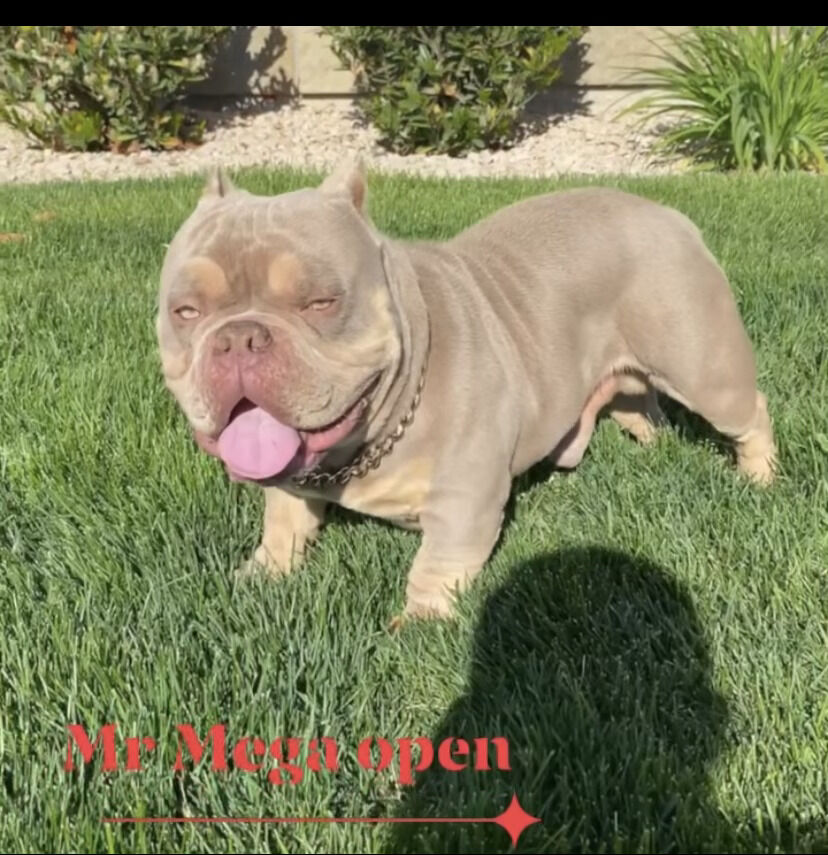 Micro bully