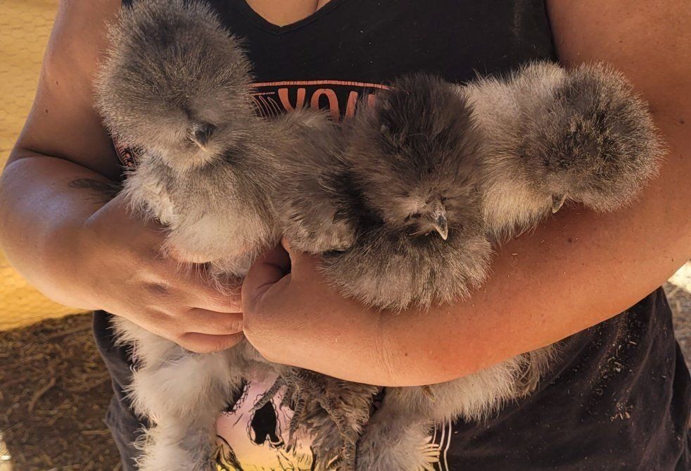 silkies