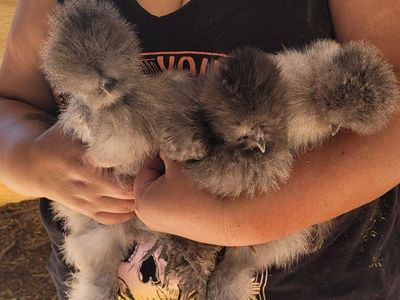 silkies