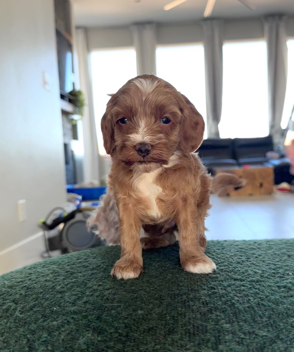 Micro Goldendoodle Puppies 8-12lbs Shots/Vet ck/microchip/guarantee Ready 8/24!