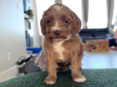 Micro Goldendoodle Puppies 8-12lbs Shots/Vet ck/microchip/guarantee Ready 8/24!