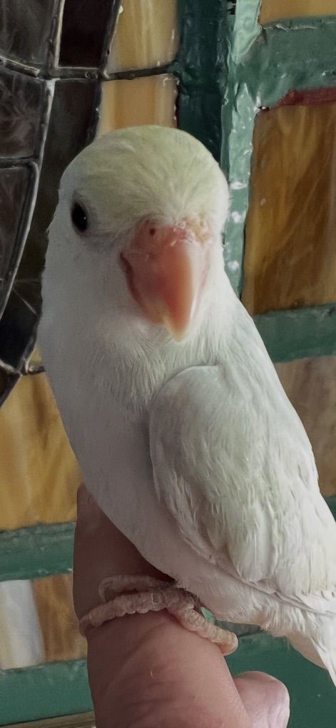 Nice Baby Male Parrotlet