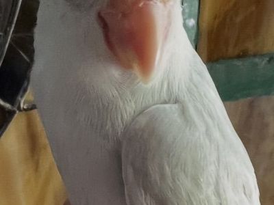 Nice Baby Male Parrotlet