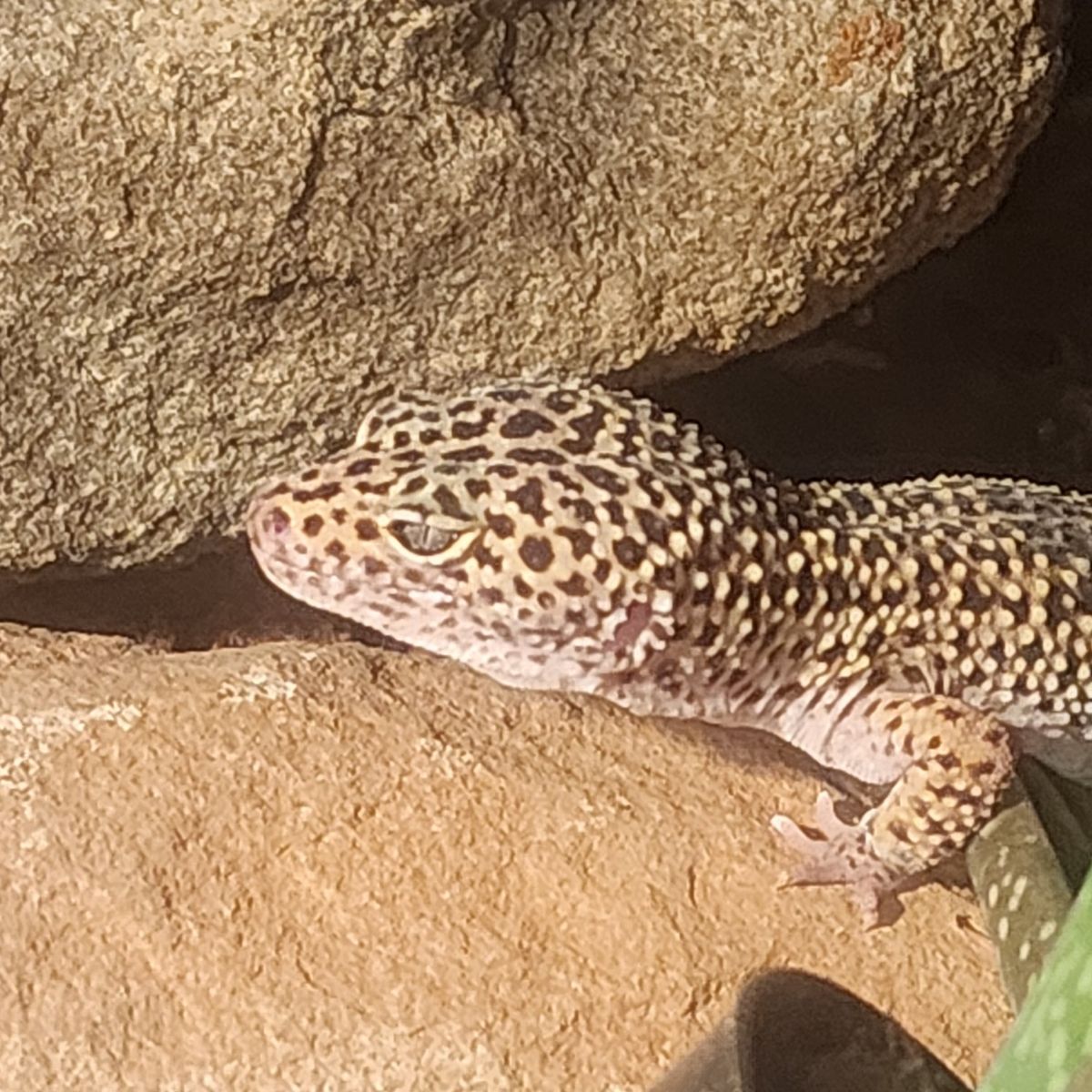 leopard gecko 