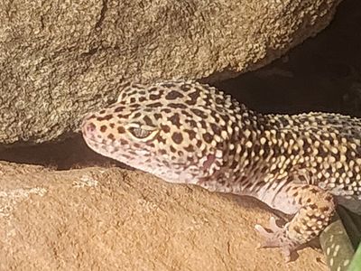 leopard gecko