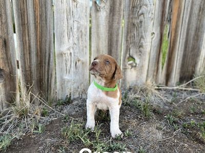 Labrador, German Shorthair Pointer, Leopard Catahoula mix puppies