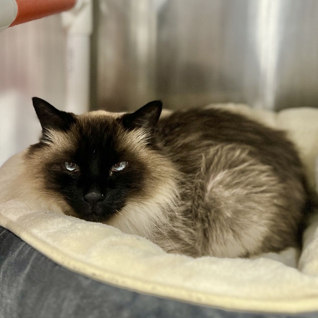 Hello my name is Masala