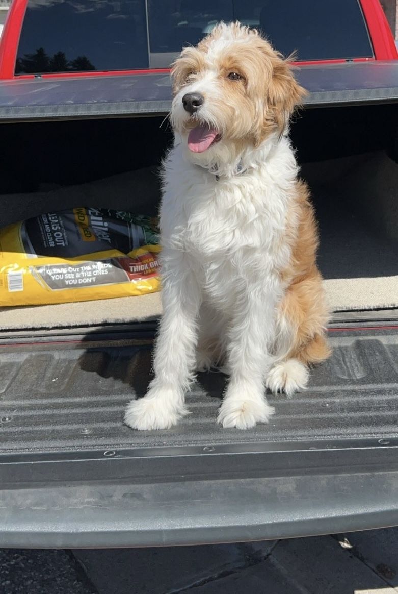 Aussiedoodle- Kooper- looking to rehome