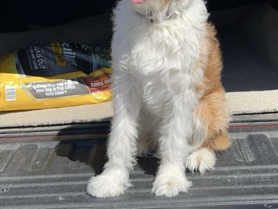 Aussiedoodle- Kooper- looking to rehome