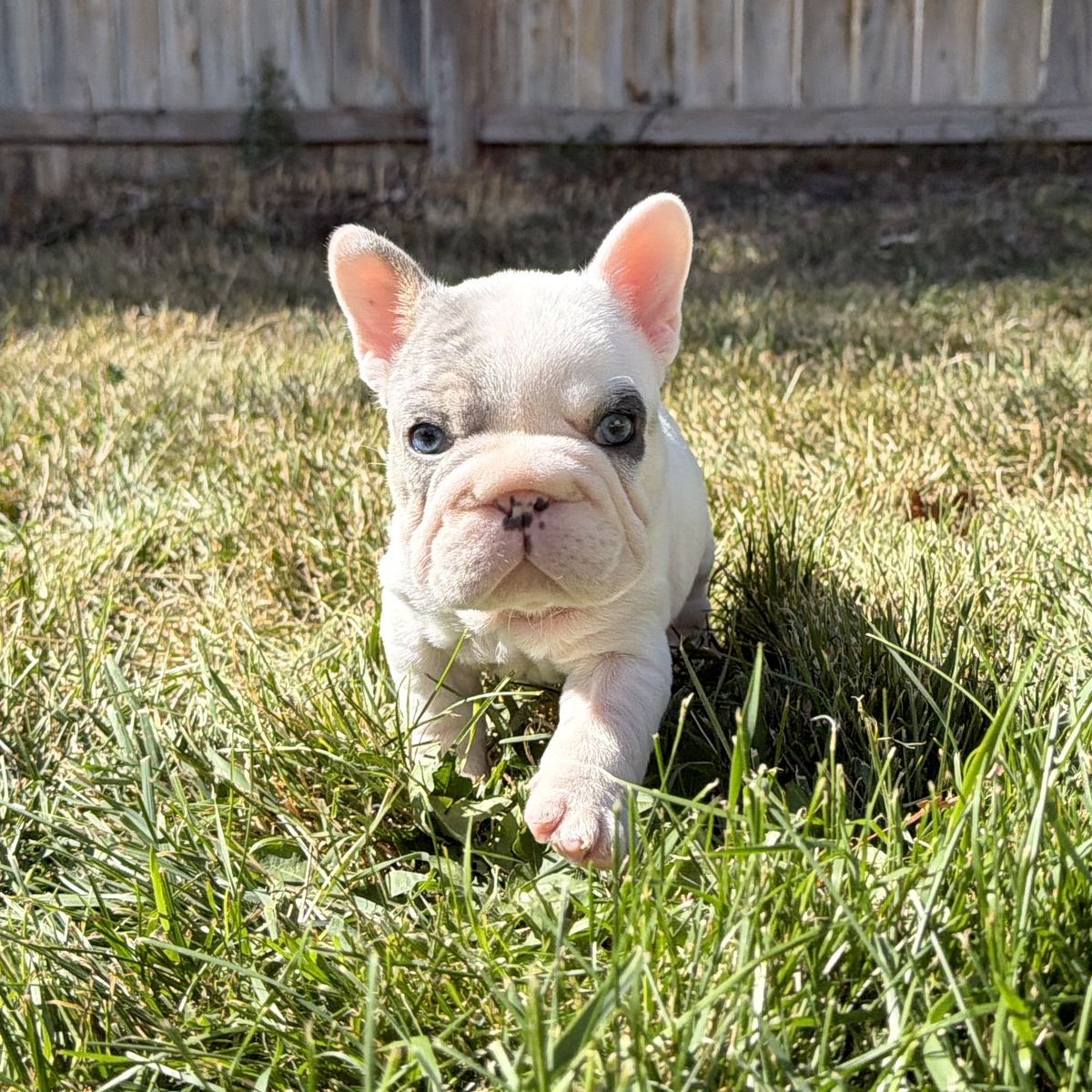 Pied Merle French Bulldog Puppy with Blue Eyes
