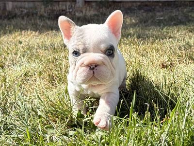 Pied Merle French Bulldog Puppy with Blue Eyes