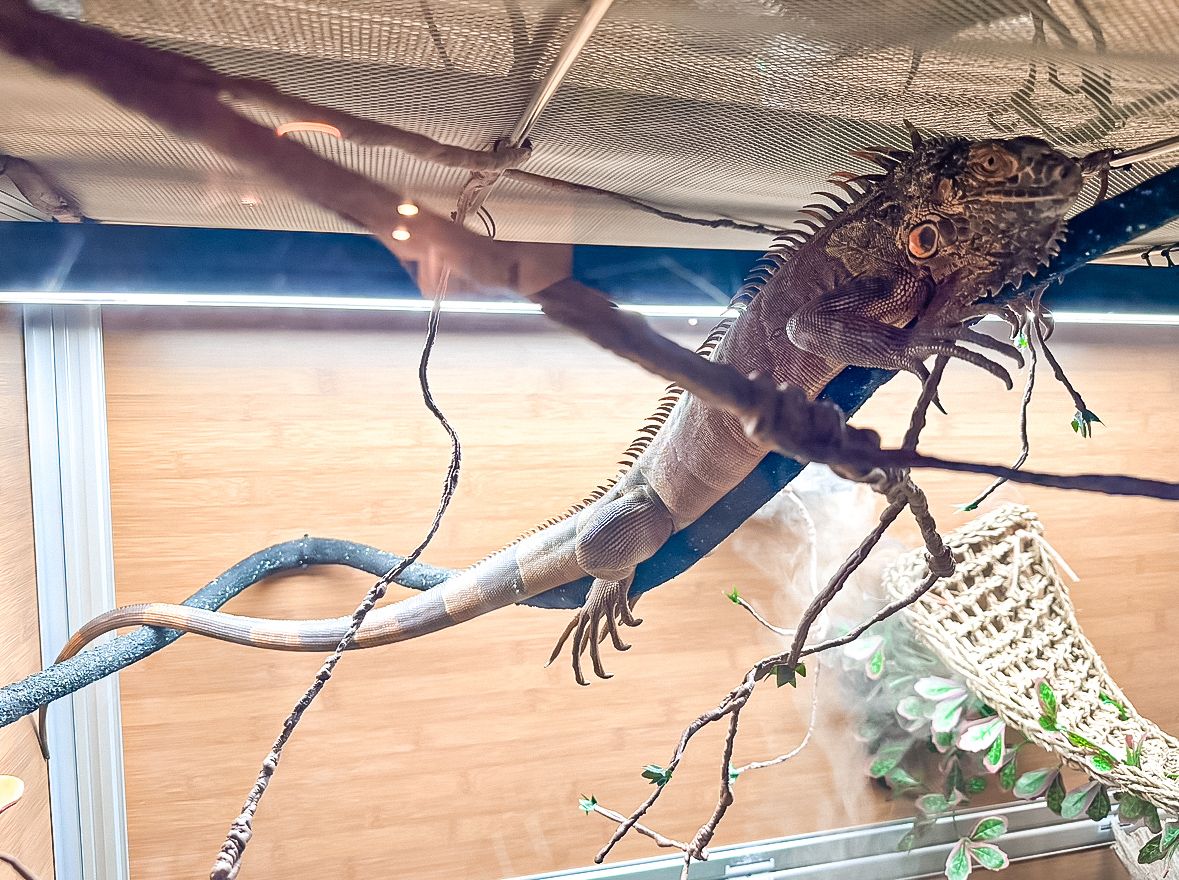 Adult Iguana and Cage