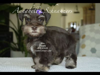 AKC Toy Schnauzer (Miley)