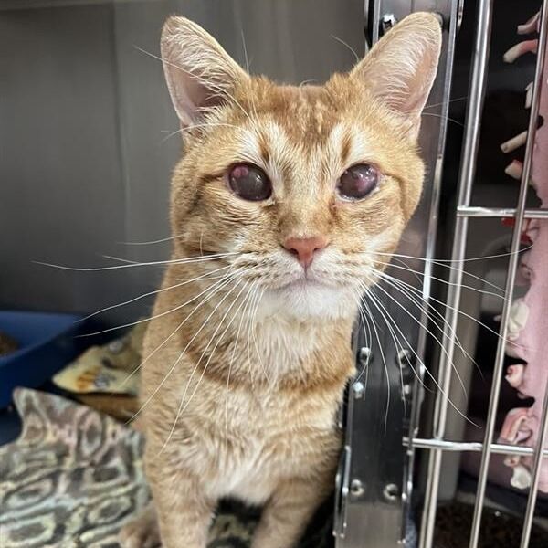 Hello my name is Newton