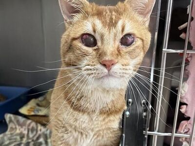 Hello my name is Newton