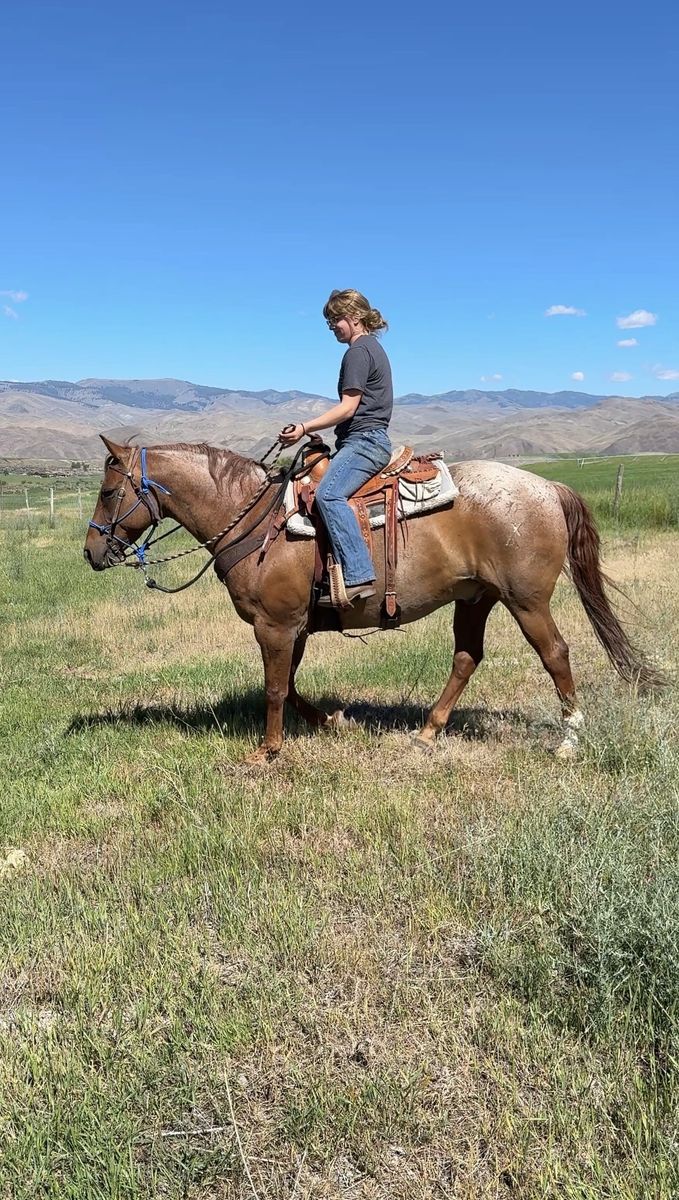 2012 Gelding Quarter Horse