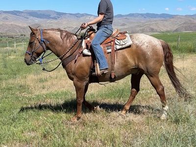 2012 Gelding Quarter Horse