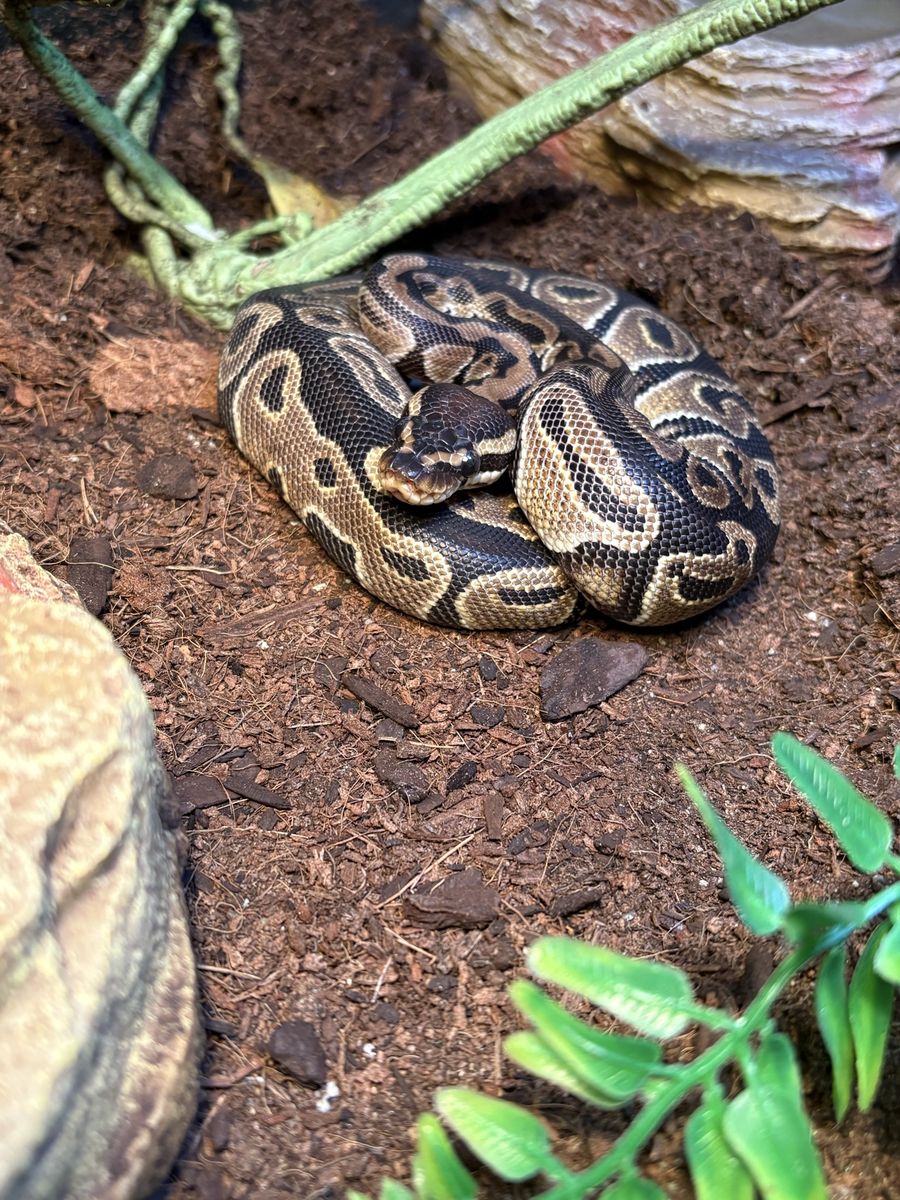 Ball Python Snake and Enclosure with Heat Lamps and Decor
