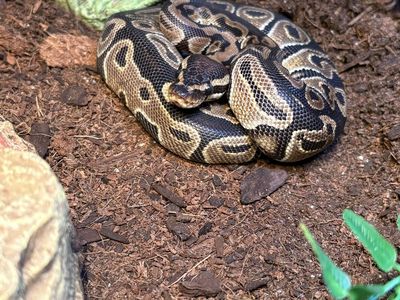 Ball Python Snake and Enclosure with Heat Lamps and Decor