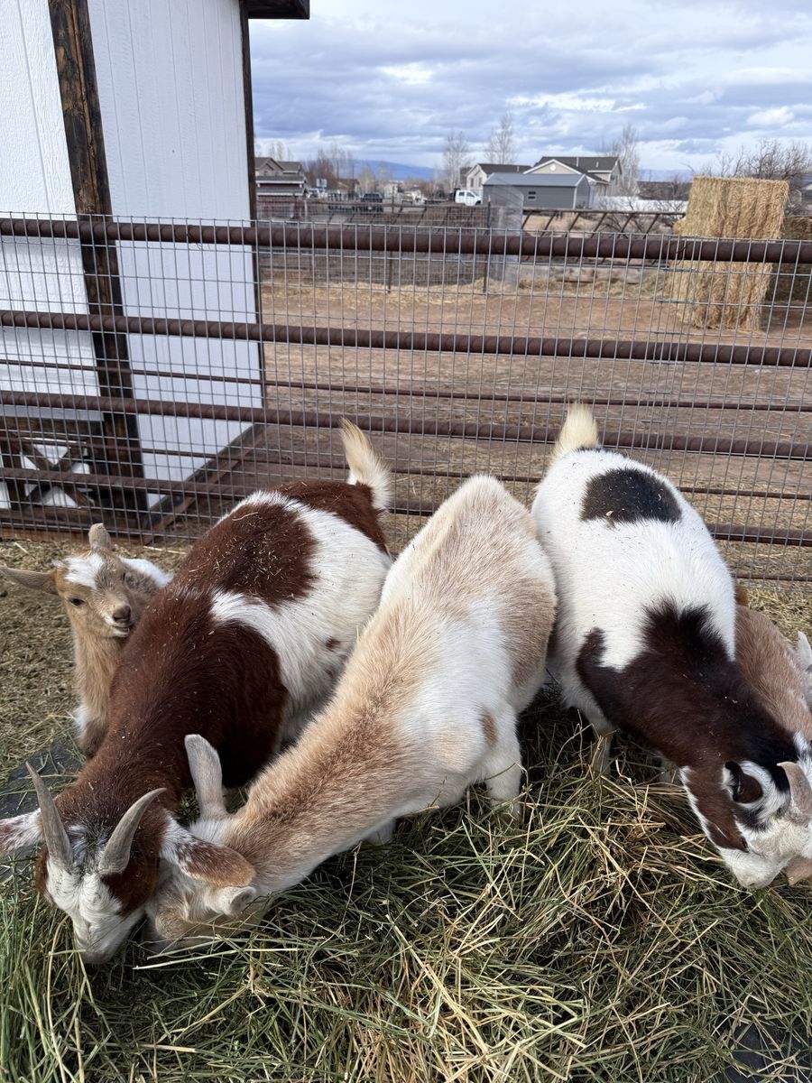 Nice Looking Goats