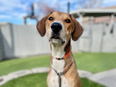 A160219 Faline is Available for Adoption!