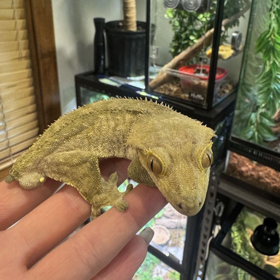 Crested Gecko - Male