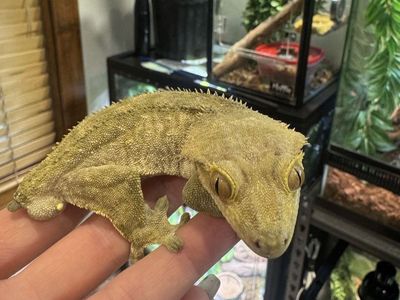 Crested Gecko - Male