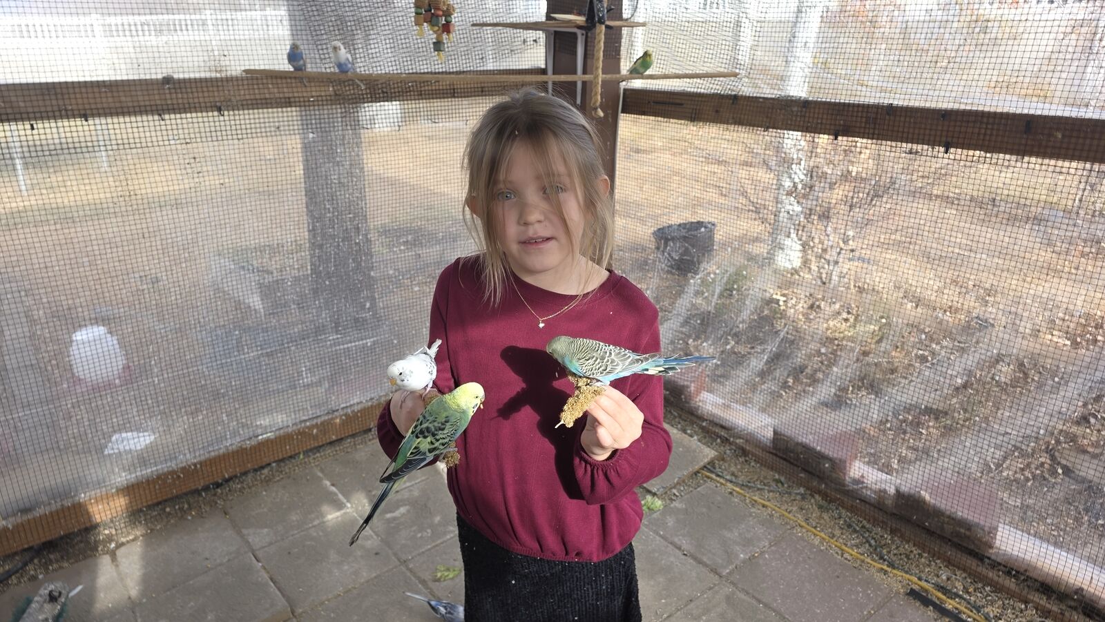 $20 Parakeets, $150 Red-rumps, $400 Rosellas, and $150 Cockatiel