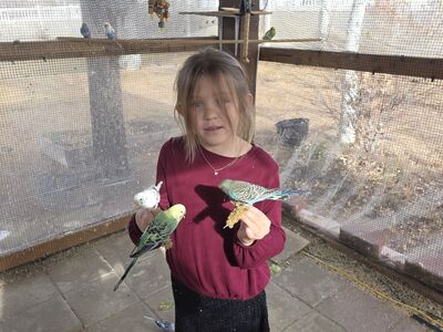 $20 Parakeets, $150 Red-rumps, $400 Rosellas, and $150 Cockatiel