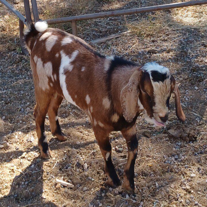 Mini Nubian Buckling