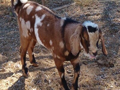 Mini Nubian Buckling