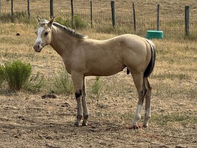 AQHA buckskin stud colt for sale!