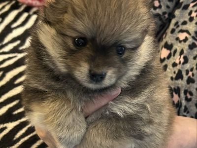 Pomeranian Puppies