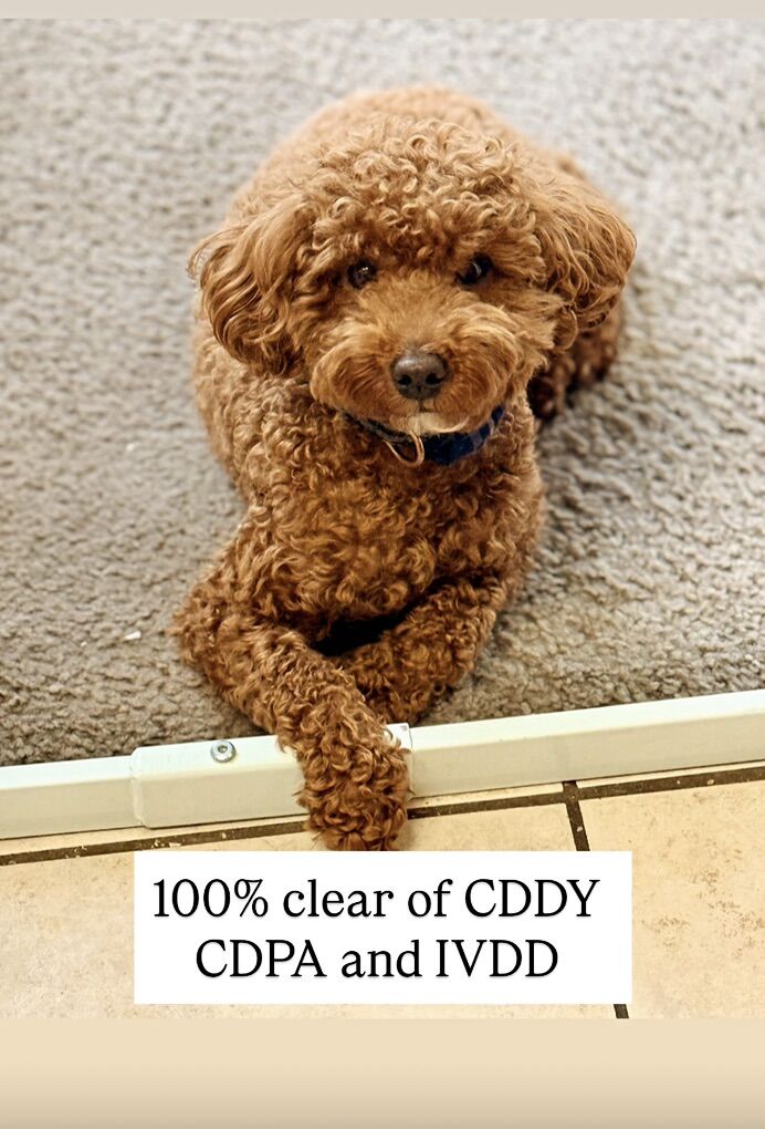 100% Clear 10 Pound AKC Mini Poodle Stud