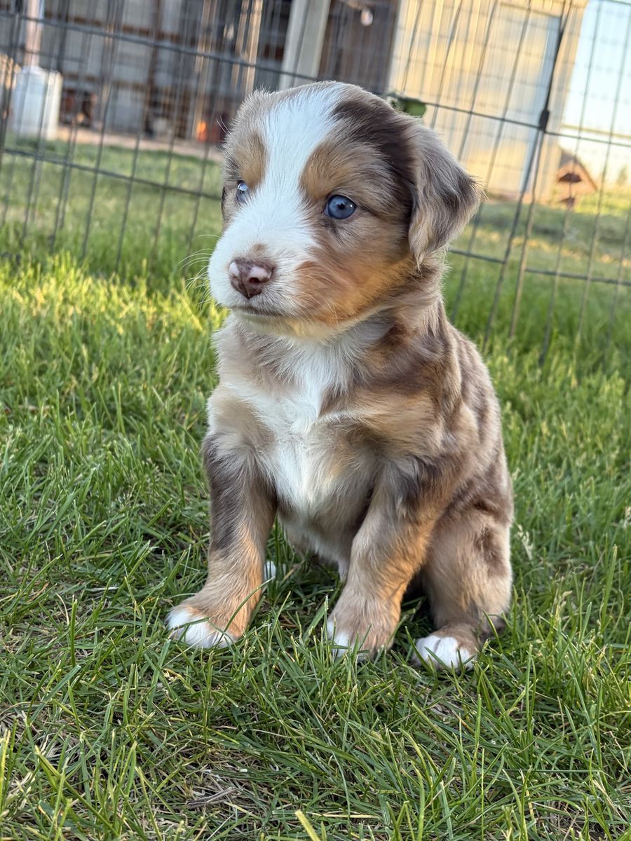 Miniature Australian Shepherd (Mini Aussie) puppies