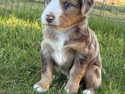 Miniature Australian Shepherd (Mini Aussie) puppies