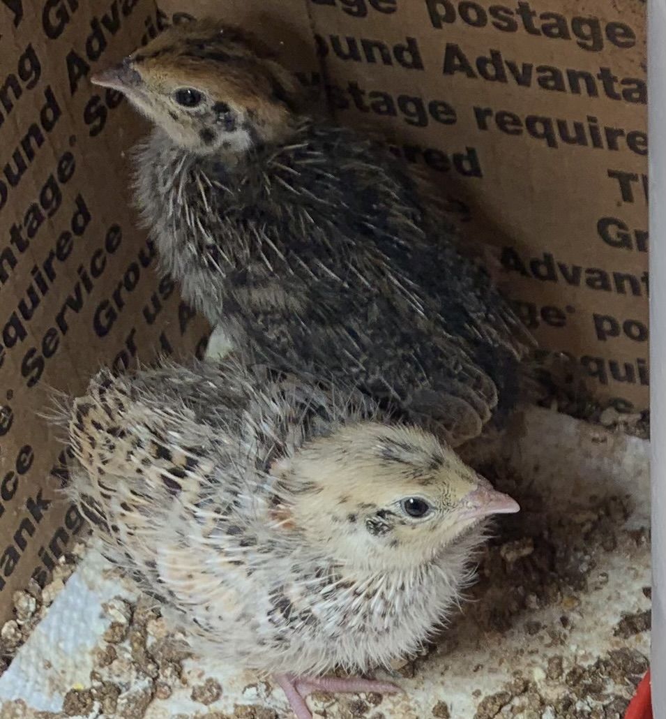 Coturnix quail chicks