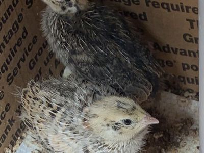 Coturnix quail chicks