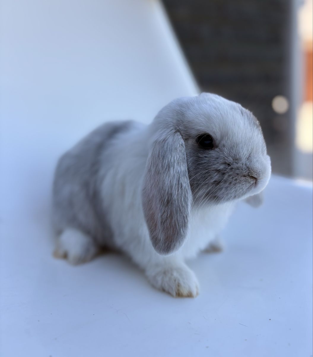 Purebred Holland lop magpie Bunny