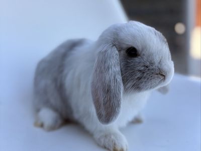Purebred Holland lop magpie Bunny
