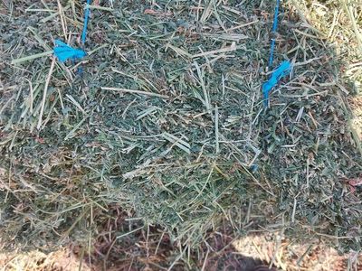 Premium alfalfa