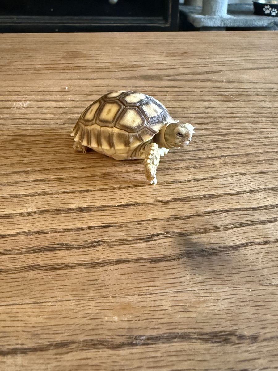 Sulcata tortoise for sale