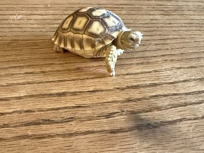 Sulcata tortoise for sale