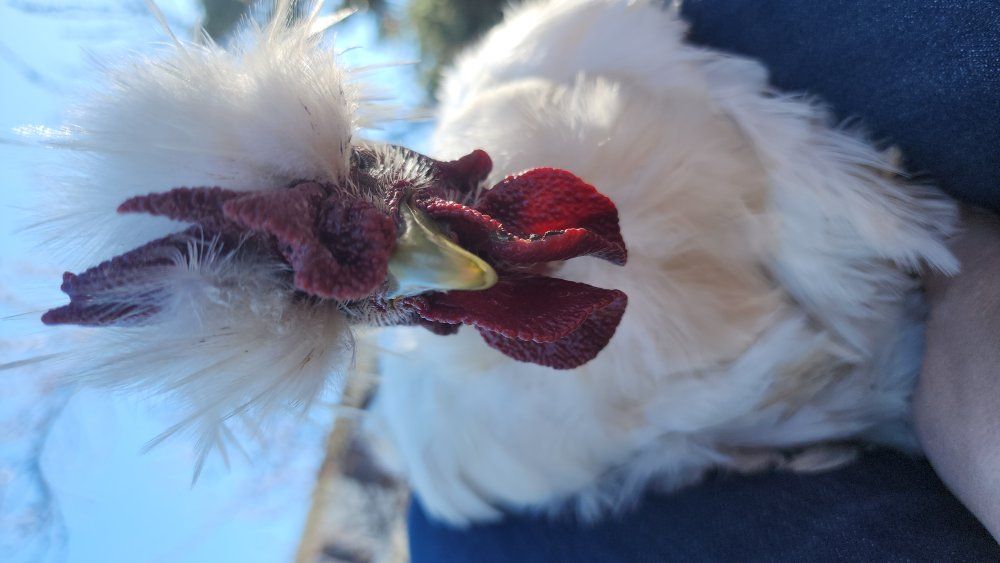 FRIENDLY Satin Showgirl rooster