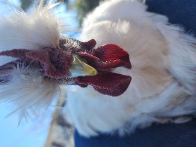 FRIENDLY Satin Showgirl rooster