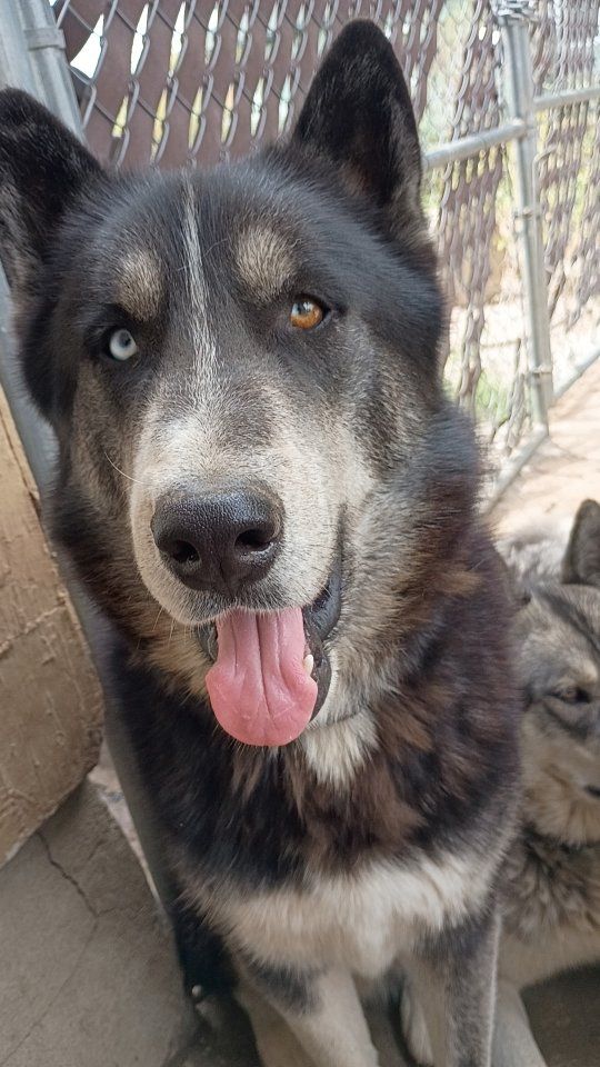 Siberian Husky Stud