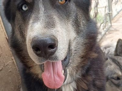 Siberian Husky Stud