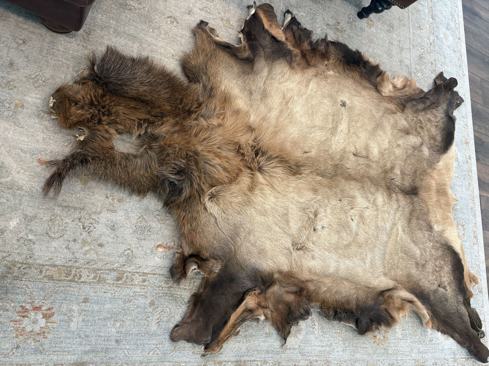 Elk hide, elk skin, taxidermy