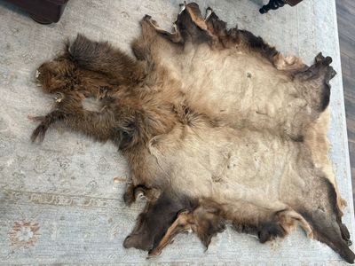 Elk hide, elk skin, taxidermy